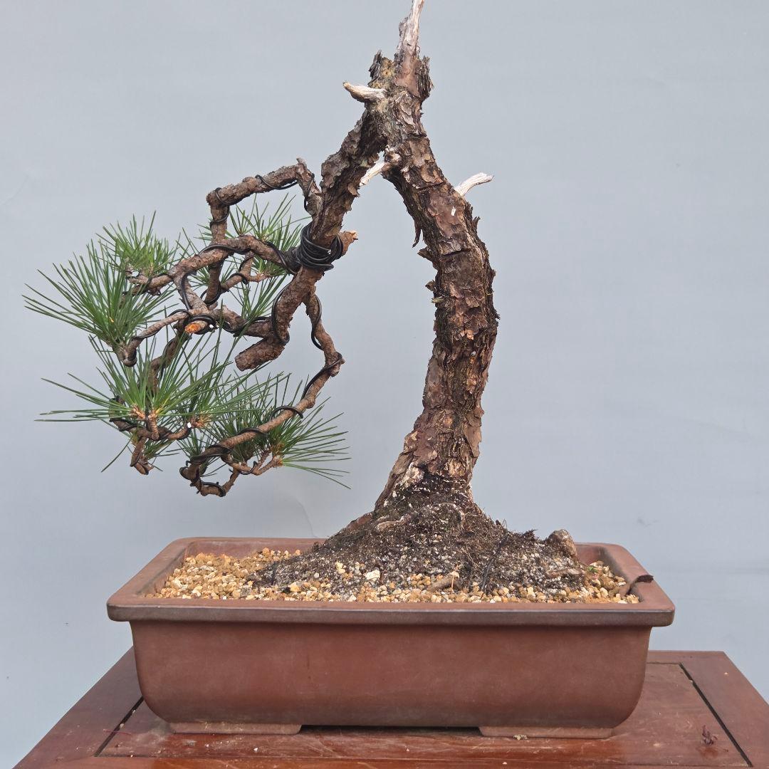 黒松　[変わり木]　中品盆栽素材