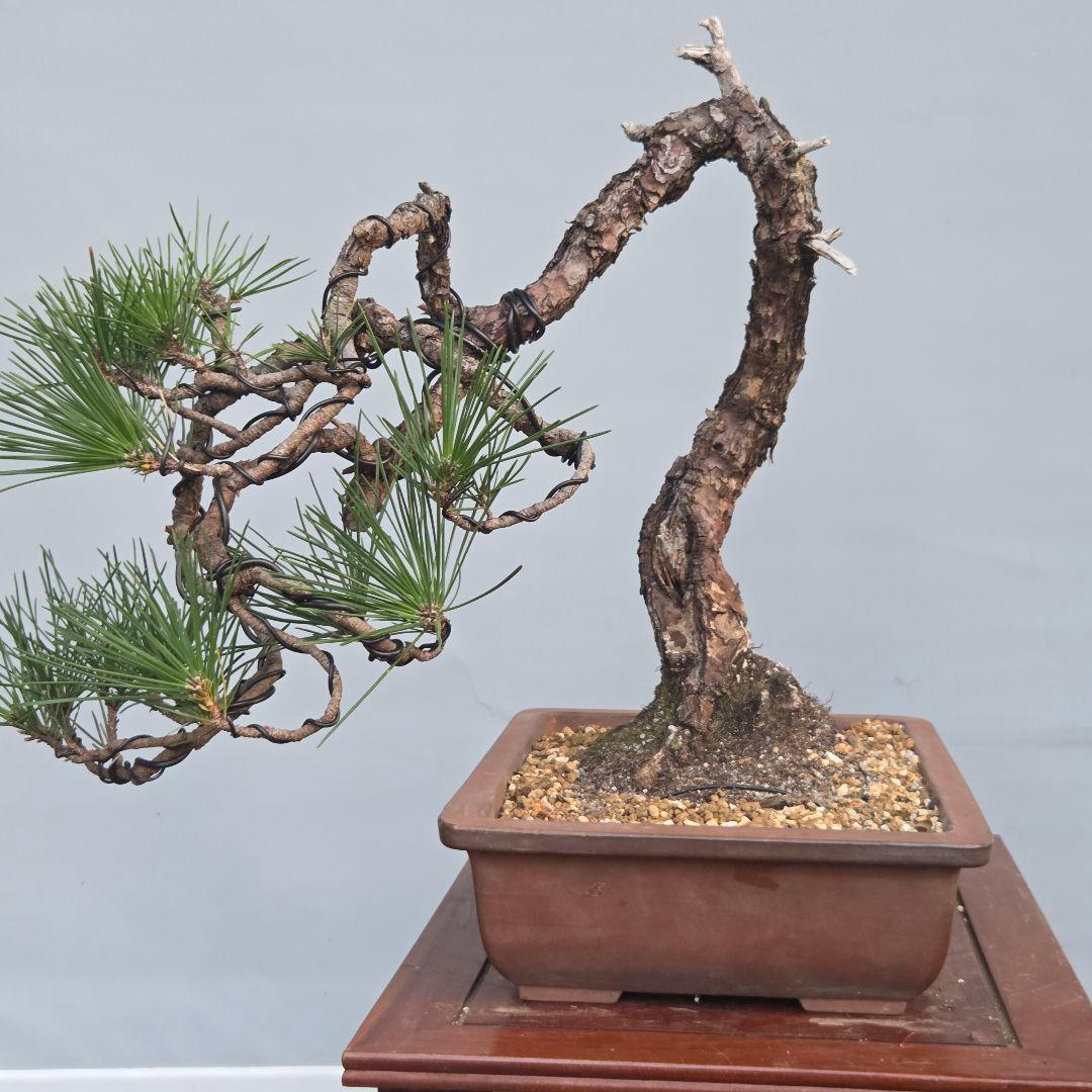 黒松　[変わり木]　中品盆栽素材