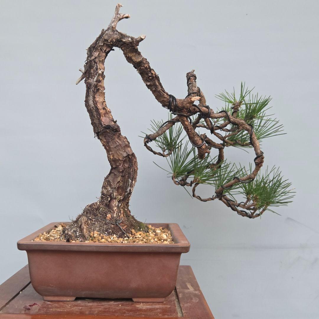 黒松　[変わり木]　中品盆栽素材