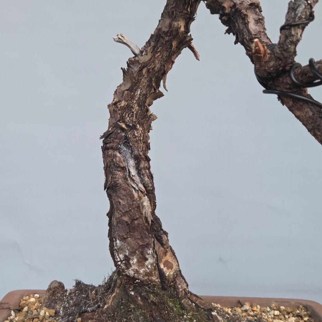 黒松　[変わり木]　中品盆栽素材