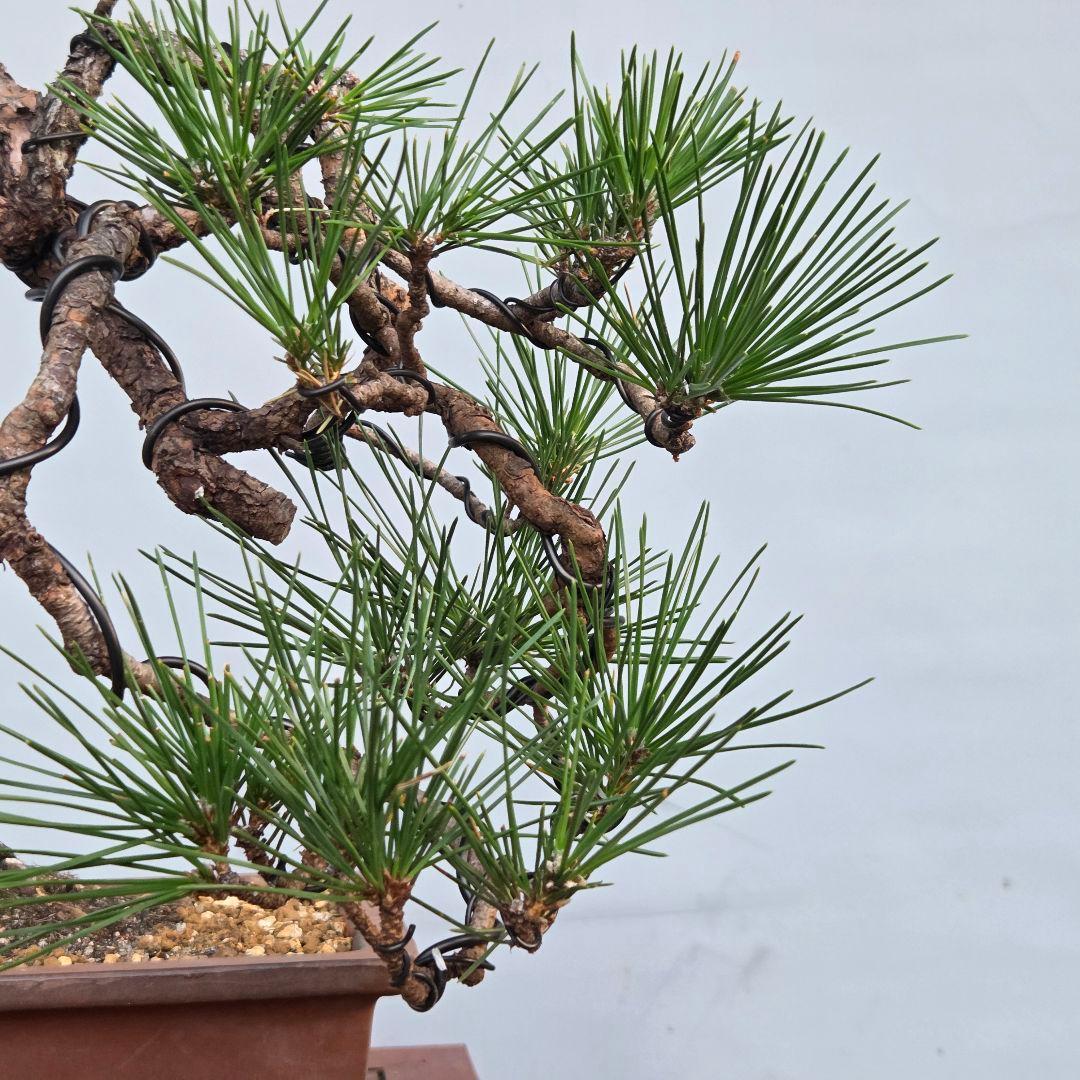 黒松　[変わり木]　中品盆栽素材