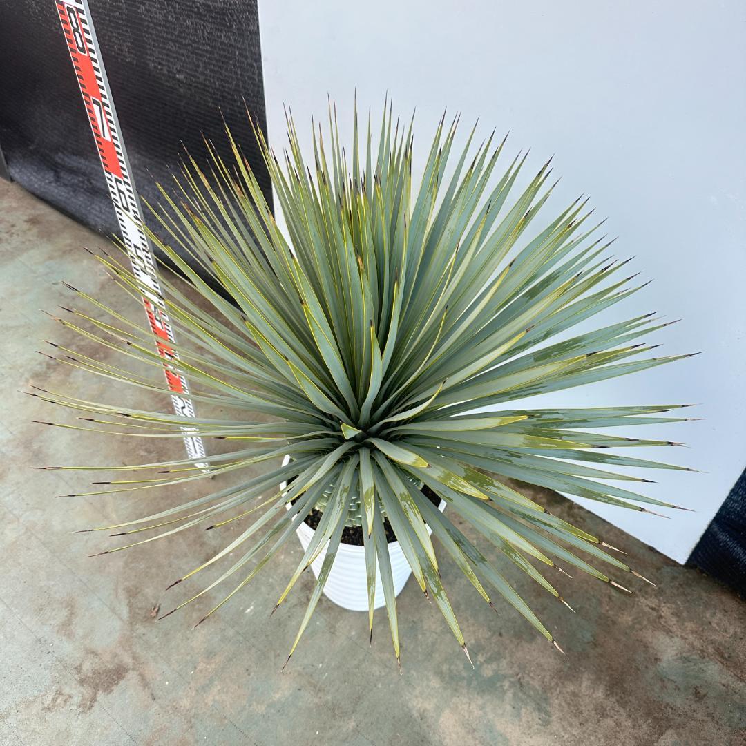 ユッカ　ロストラータ【24-656】超超美形　シルバーブルー