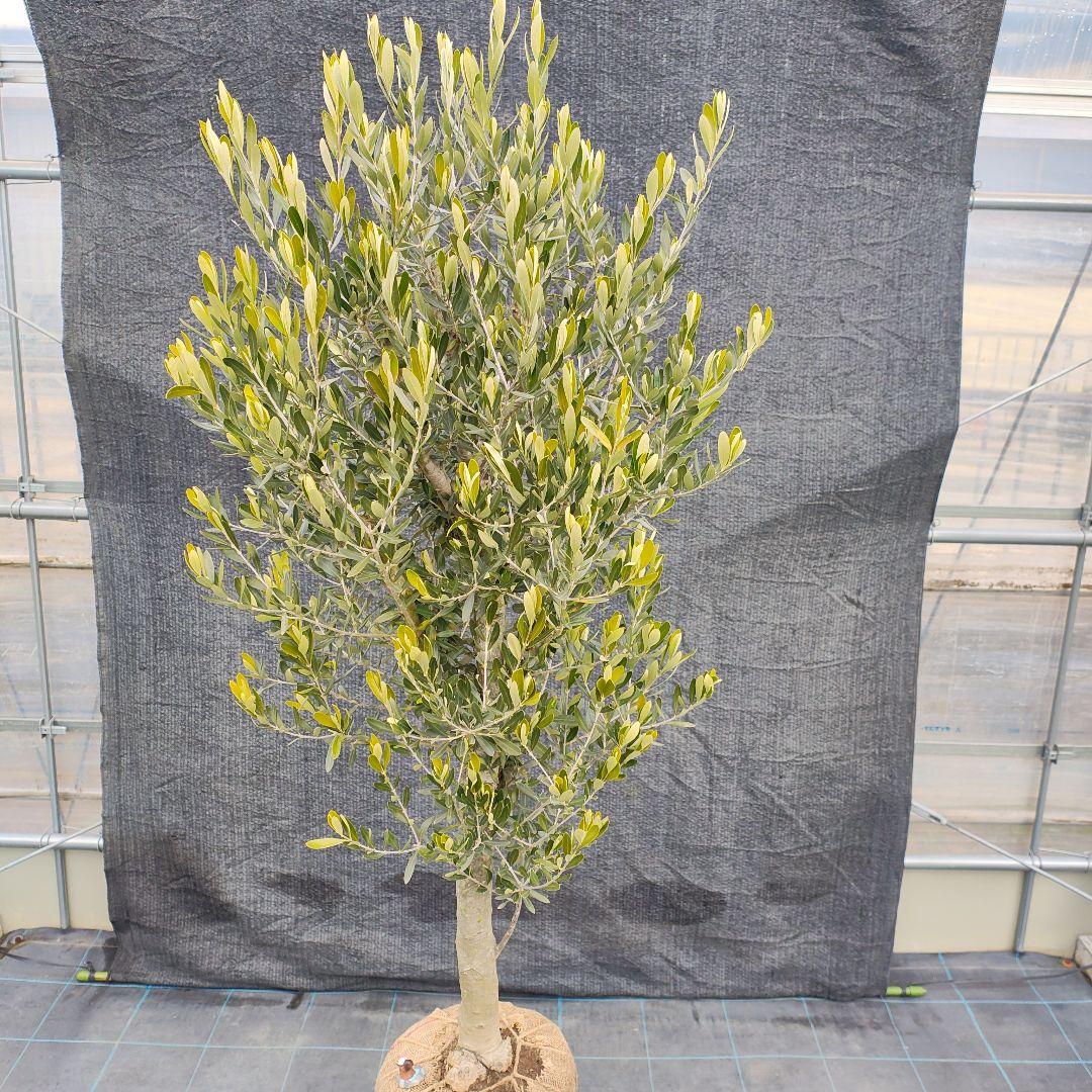 1*7様 オリ〜ブ　でぶ‼️