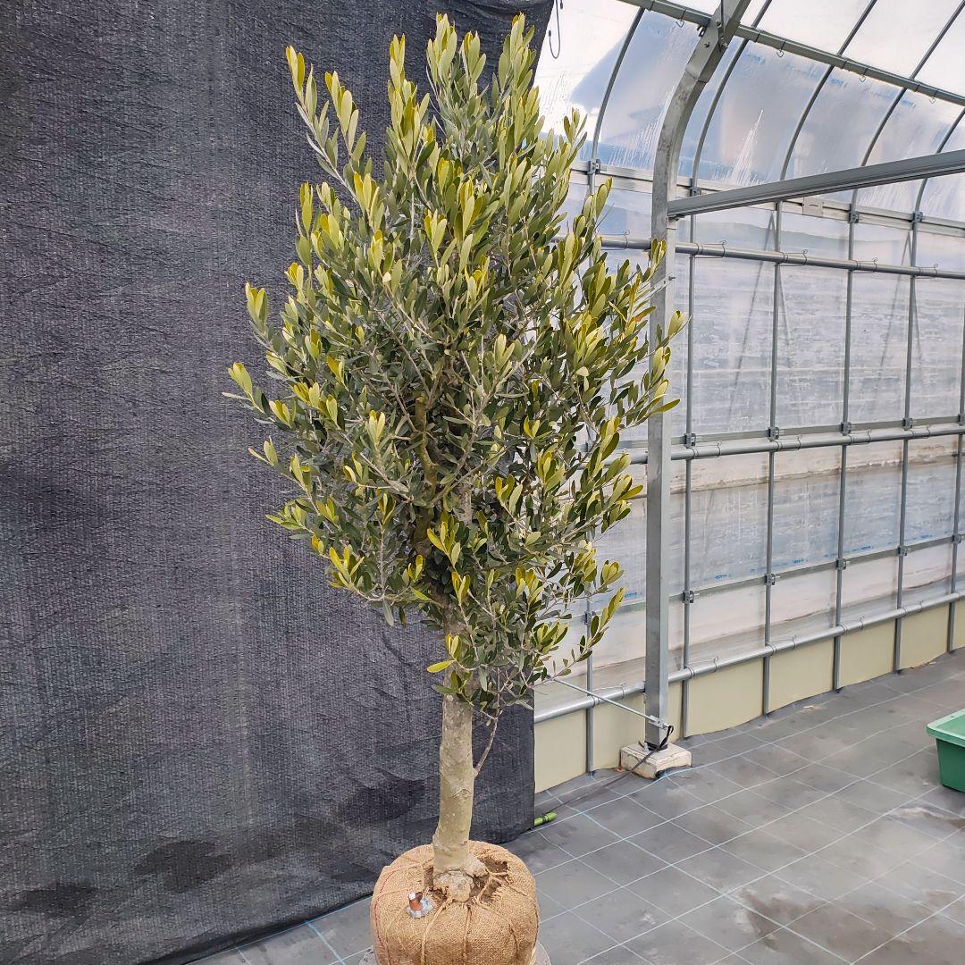 1*7様 オリ〜ブ　でぶ‼️