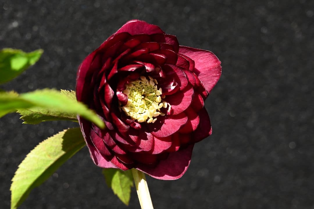 クリスマスローズ　認定シャガール　加藤農園