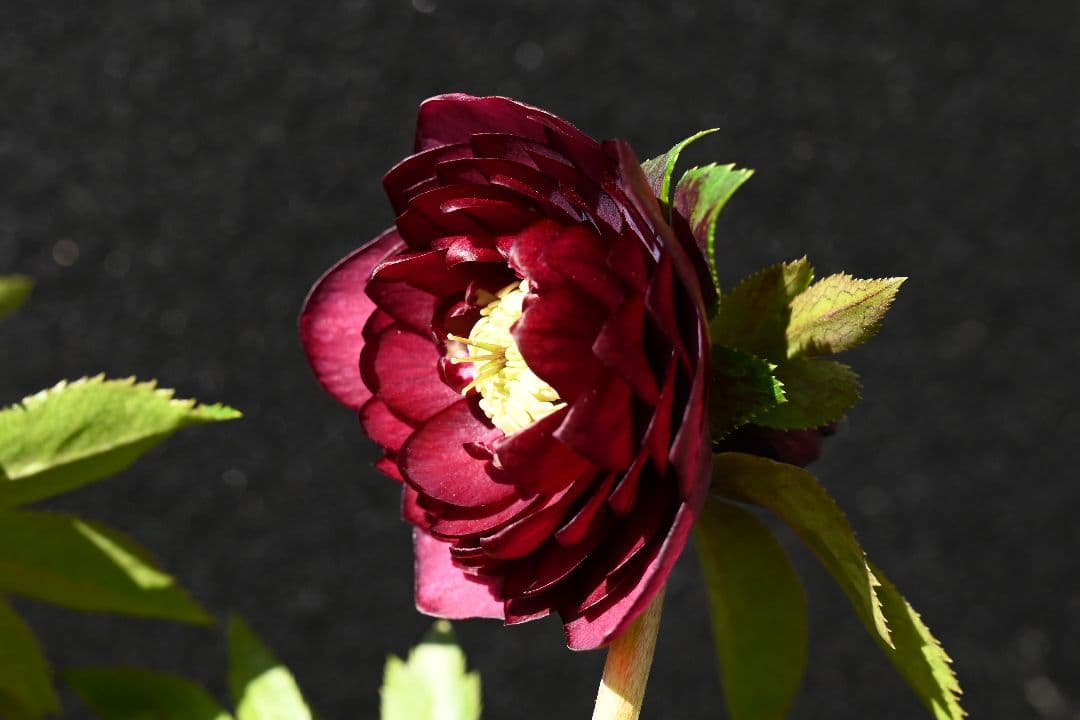 クリスマスローズ　認定シャガール　加藤農園