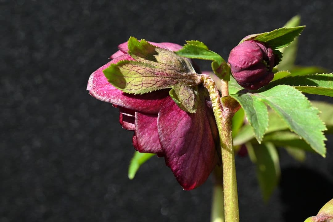 クリスマスローズ　認定シャガール　加藤農園