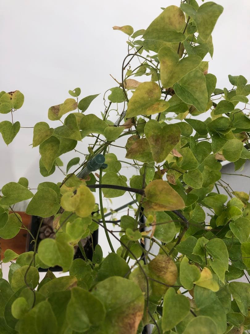 アフリカ亀甲竜　5号角鉢