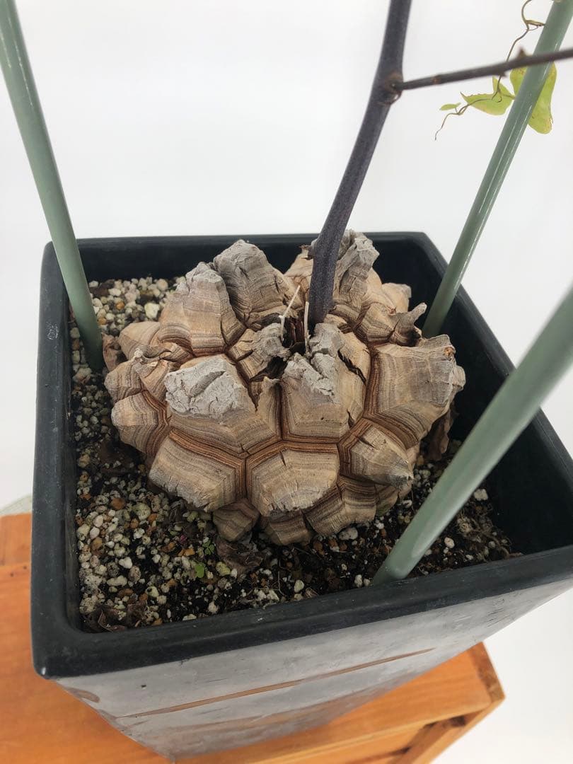 アフリカ亀甲竜　5号角鉢