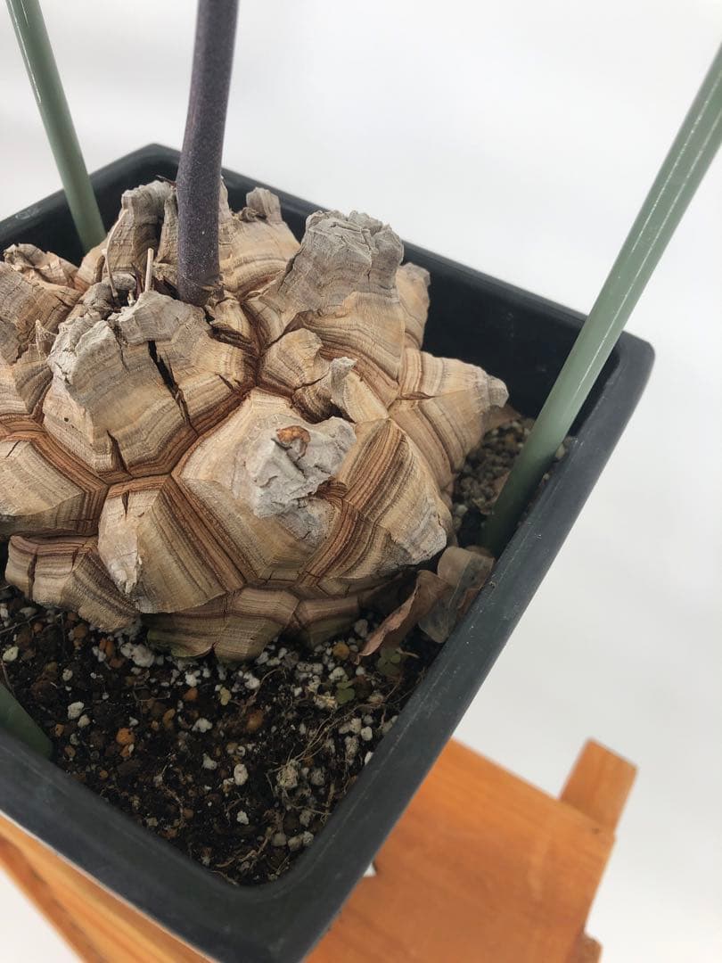 アフリカ亀甲竜　5号角鉢