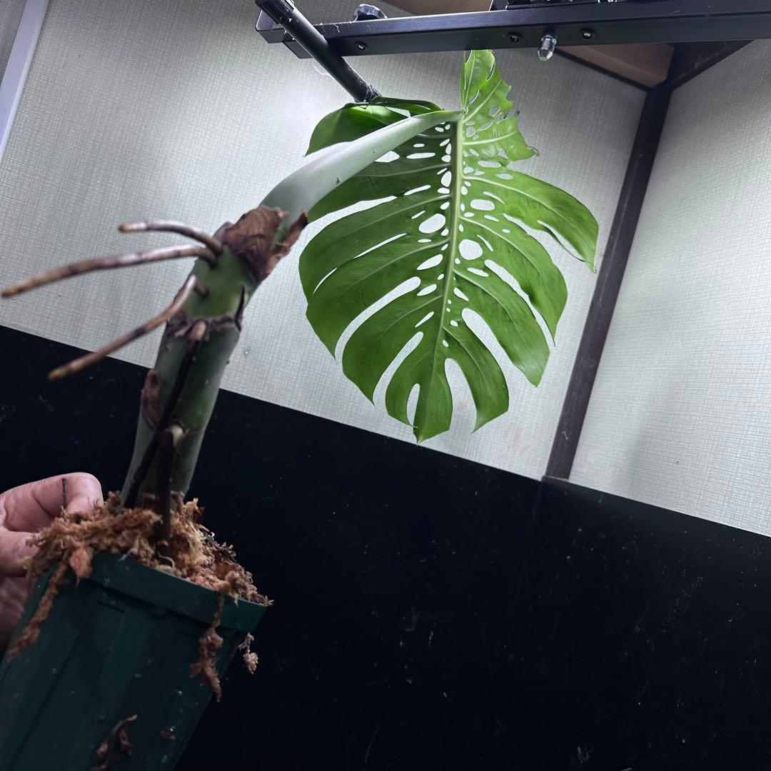 F*S様 モンステラデリシオーサマクロコズム超希少系統鉢植え66㎝