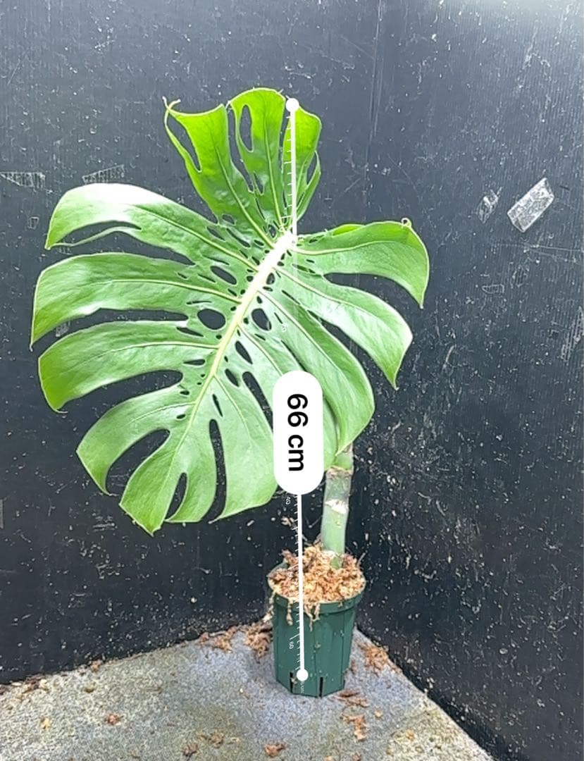 F*S様 モンステラデリシオーサマクロコズム超希少系統鉢植え66㎝