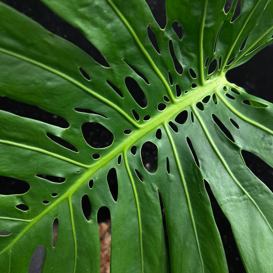 F*S様 モンステラデリシオーサマクロコズム超希少系統鉢植え66㎝