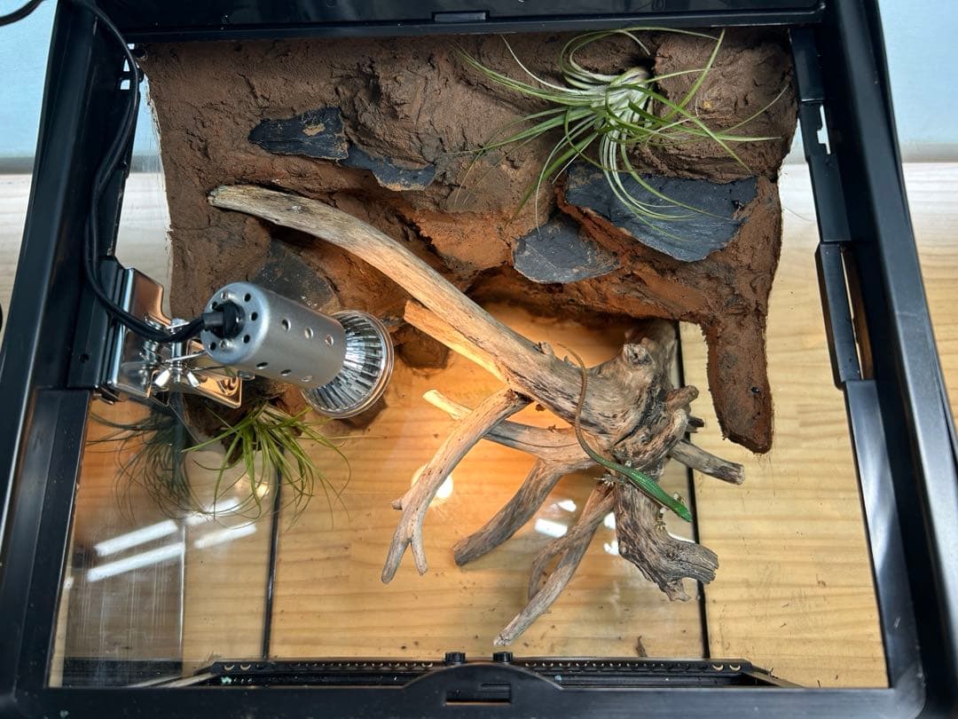 乾燥地帯ビバリウム　爬虫類ケース　ケージ　カナヘビ　トカゲ