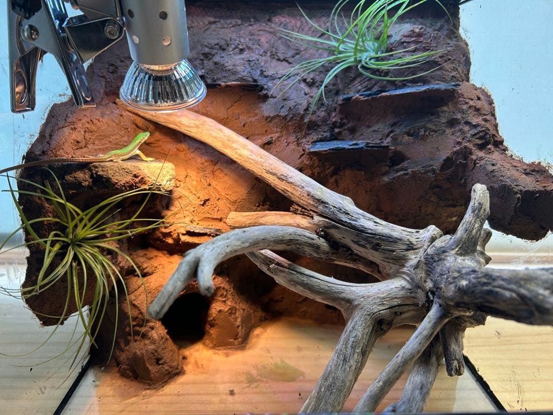 乾燥地帯ビバリウム　爬虫類ケース　ケージ　カナヘビ　トカゲ