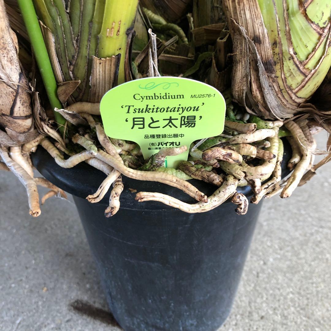 クリスマスローズ 月と太陽、まさこ