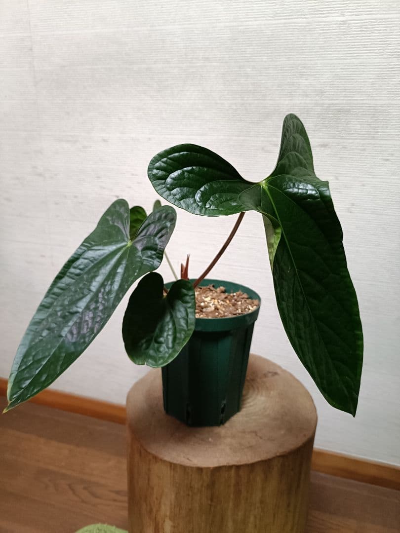 その他観葉植物 Anthurium Happy Bunny 'Inverse crossing'