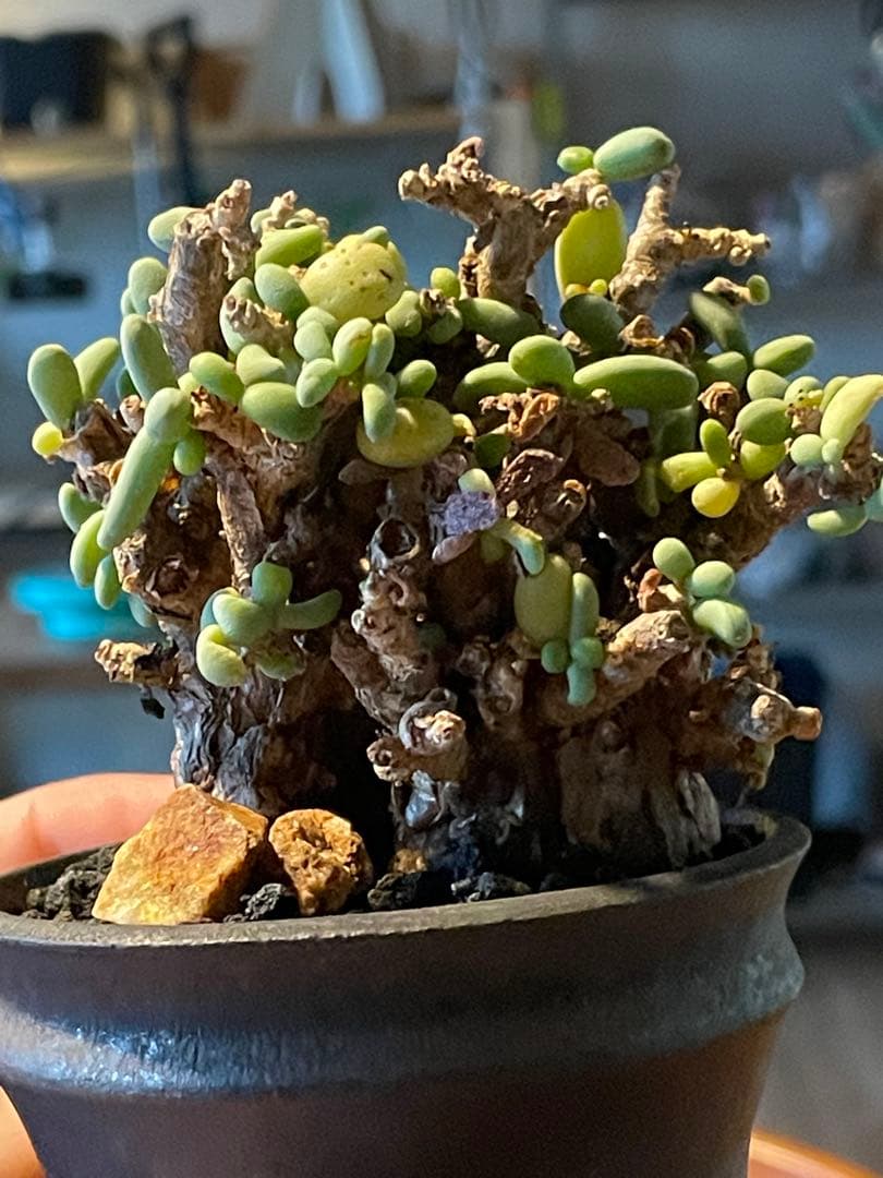 抜き苗発送【現地球／発根済】小さな巨人/粒葉ケラリア ピグマエア