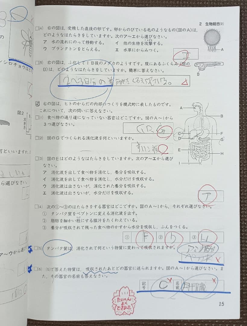 小6 冬期講習 早稲田アカデミー 6年生 早稲アカ 上位校　2024年