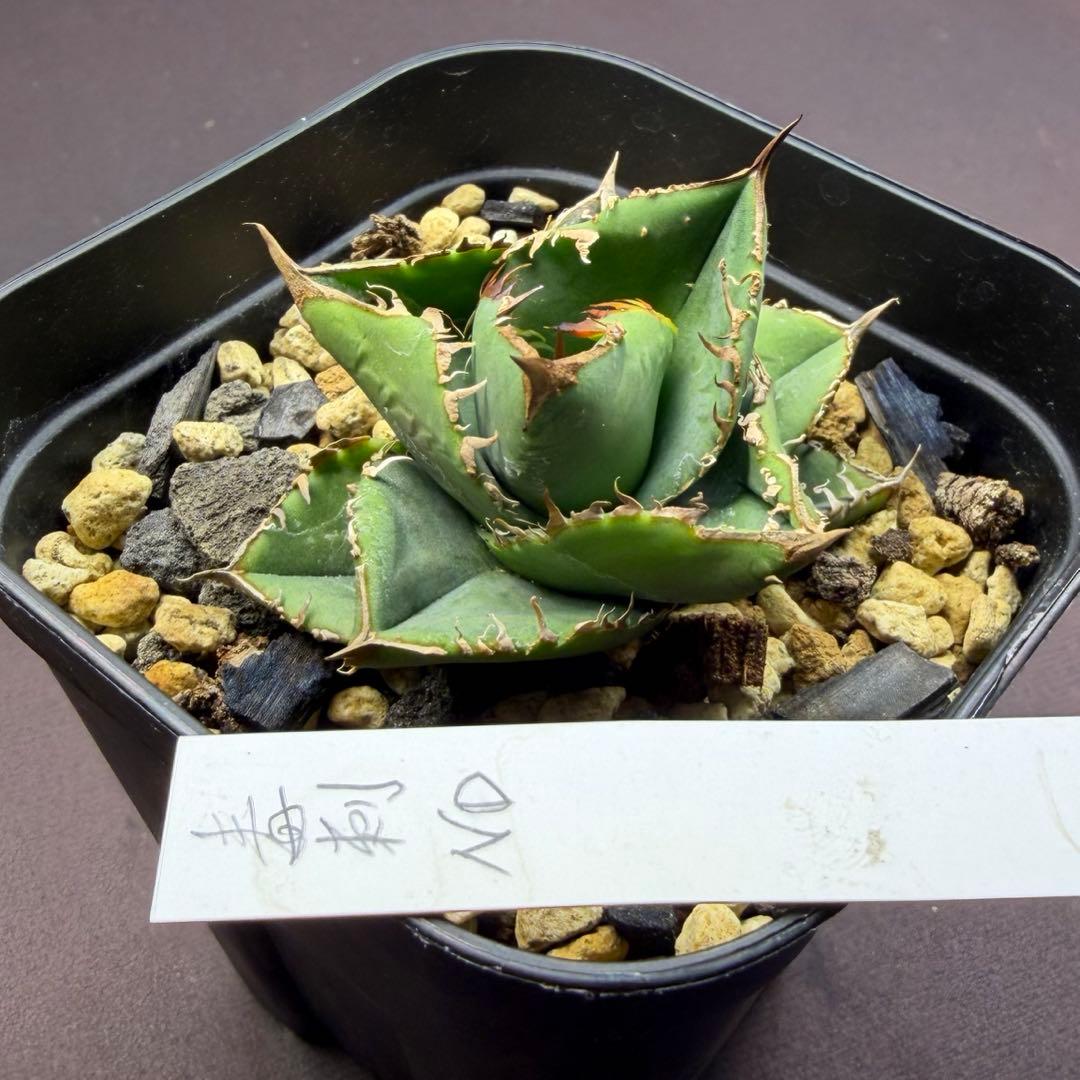 101326 毒刺ND 白犀牛