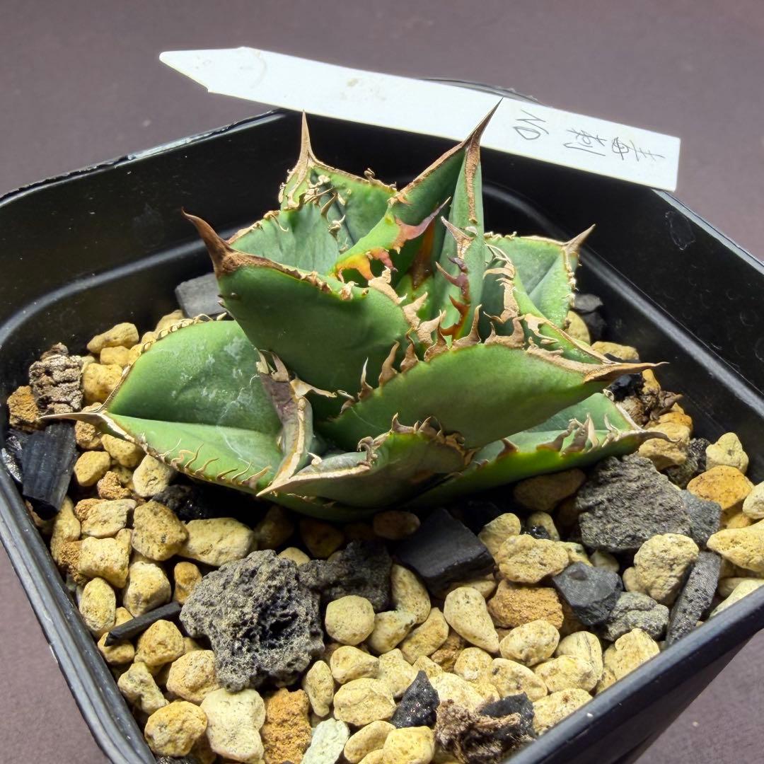 101326 毒刺ND 白犀牛