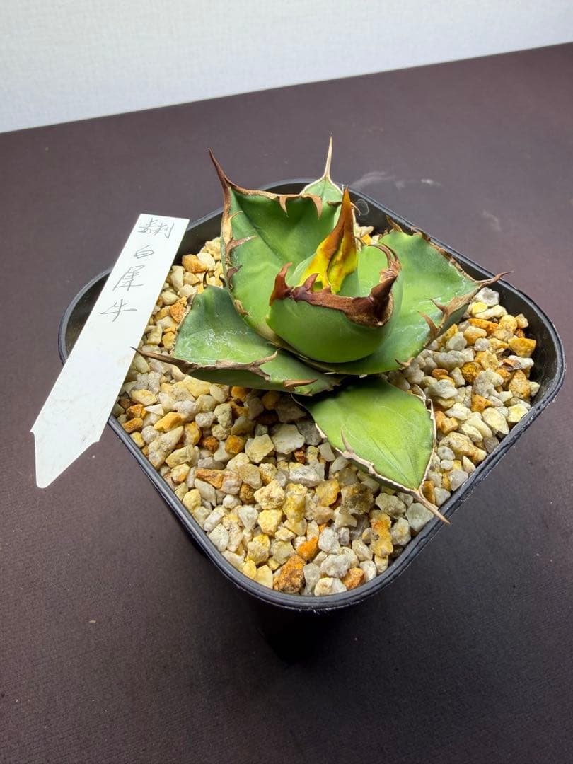 101326 毒刺ND 白犀牛