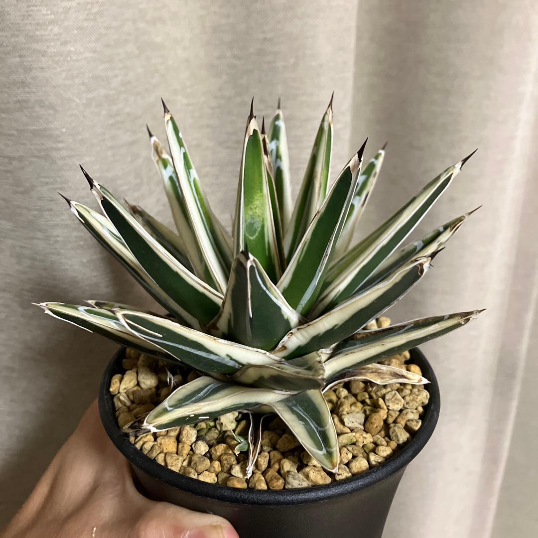 アガベ 笹の雪 氷山