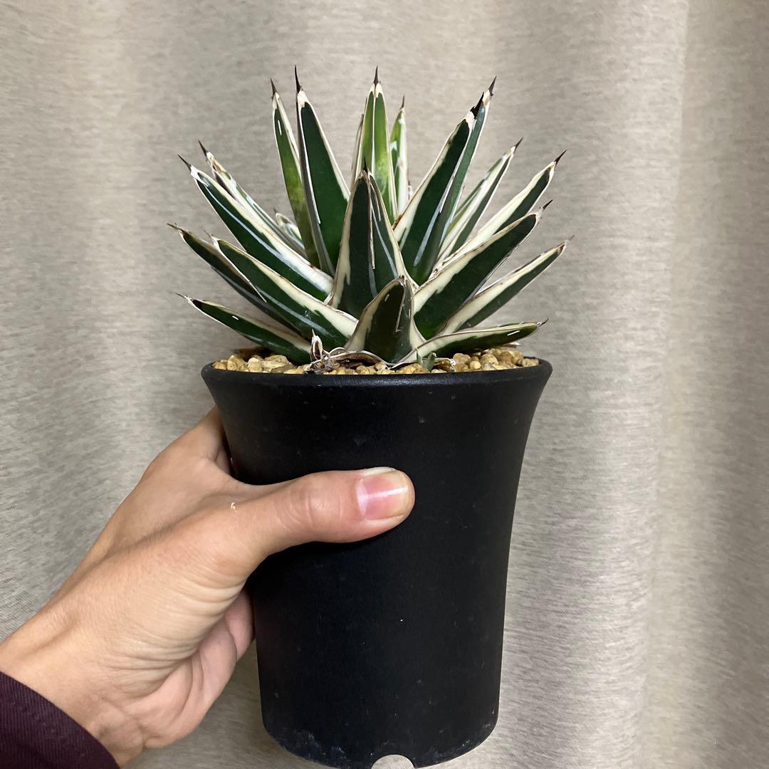 アガベ 笹の雪 氷山