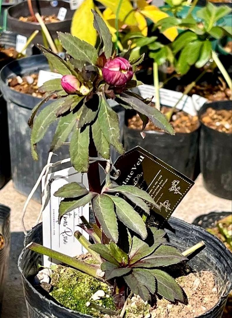 ち*ん様 ☘️ラスト2☘️タグ付き☘️新葉ワサワサ3279⭐️NEW⭐️Choc