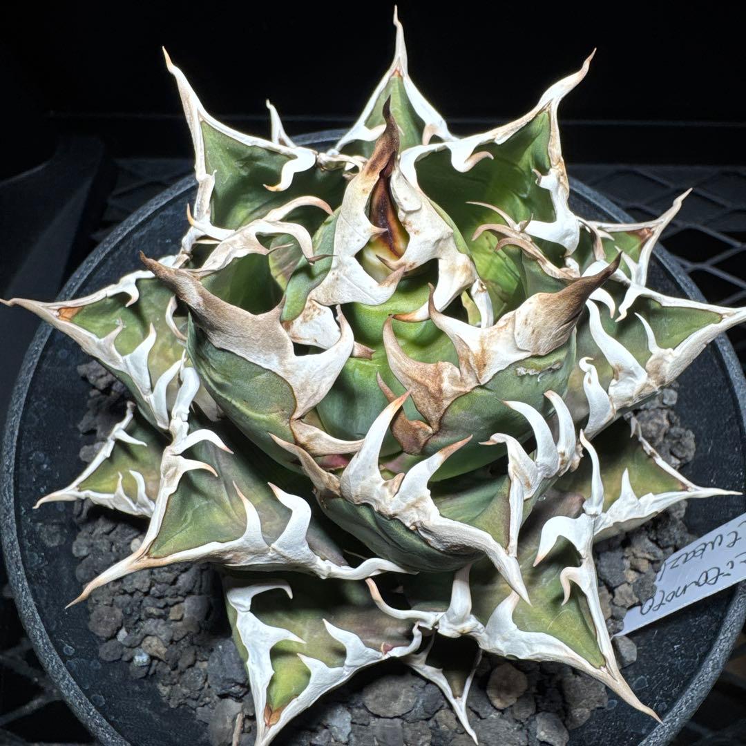 【tomu 】アガベ　チタノタ　レッドキャットウィーズル 白鯨　黒鯨　金剛