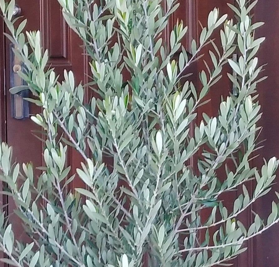 オリーブの木 シプレッシーノ 160cm❗ 整った樹形 綺麗な葉色 大型8号