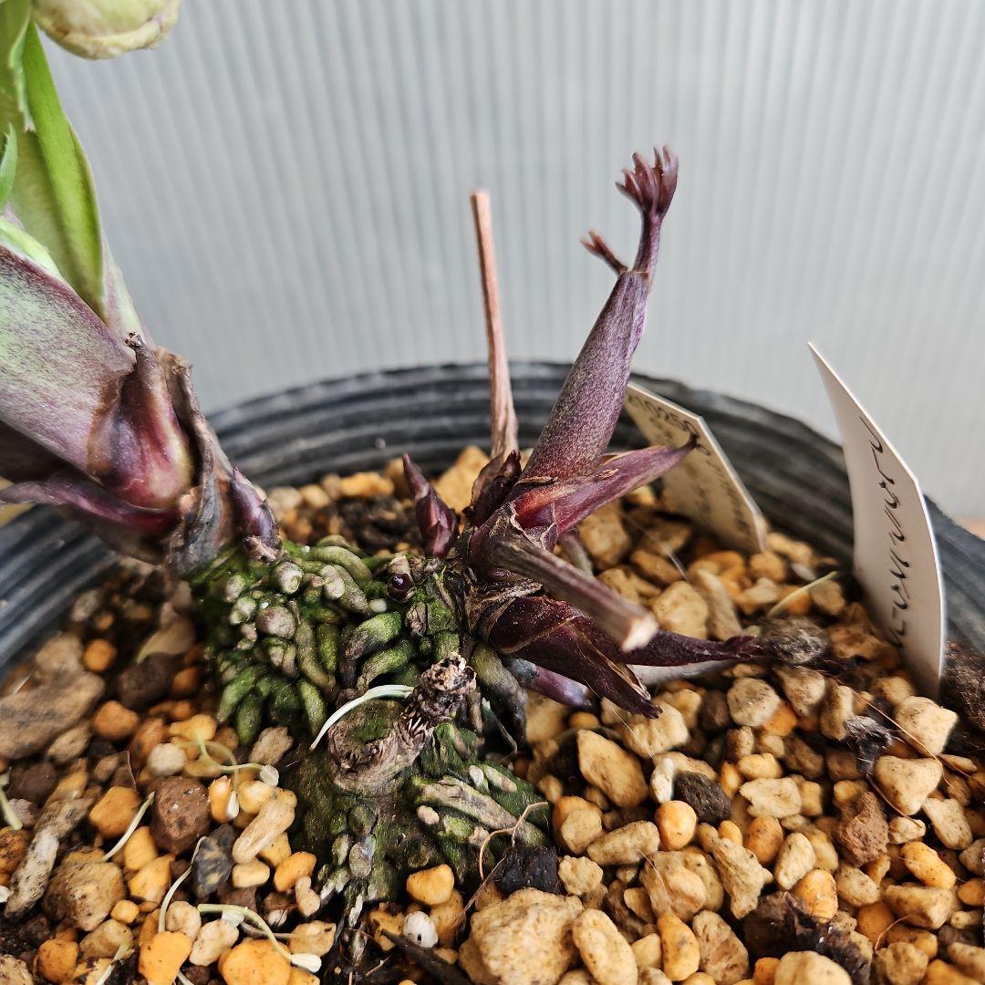 蒼ララ様ご購入苗㉖-365クリスマスローズ