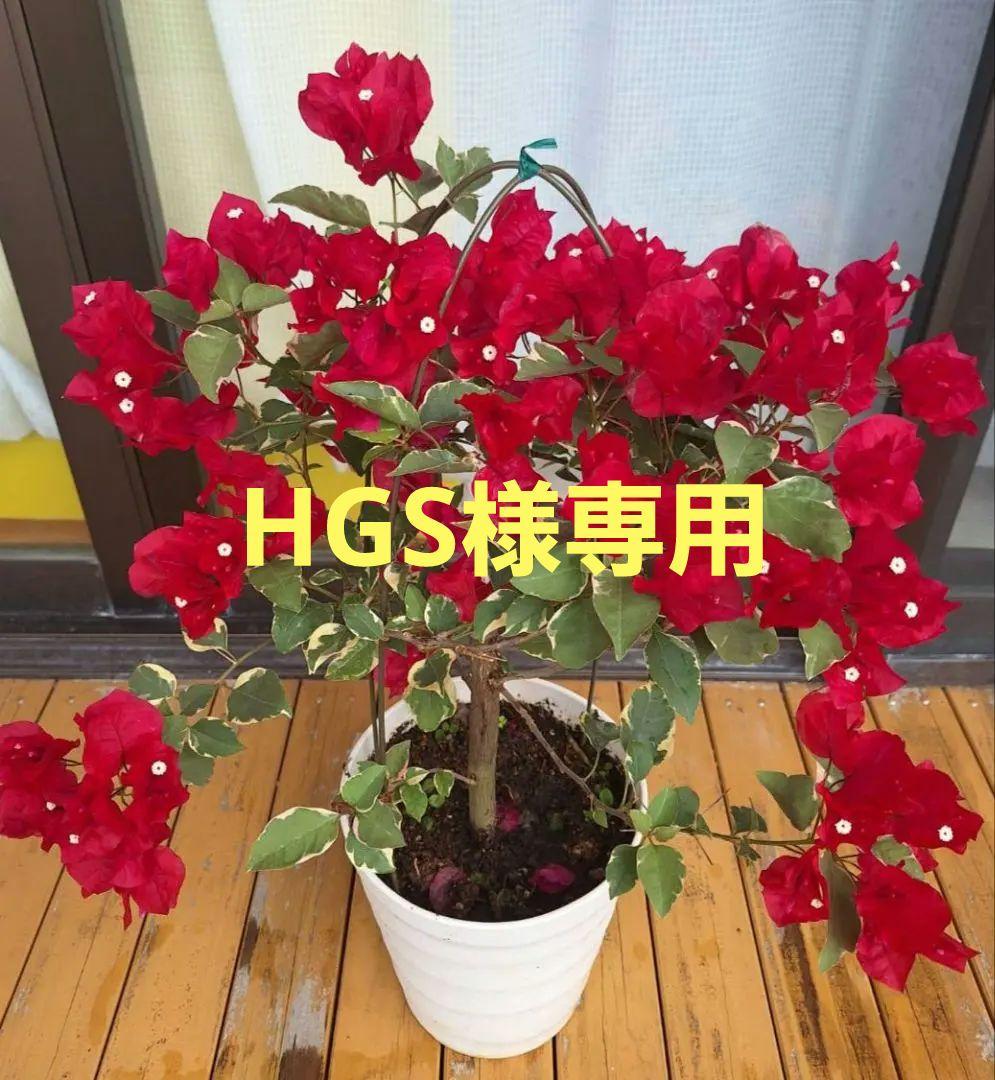 ブーゲンビリア斑入り希少 No51 らくらくメルカリ便発送‼️