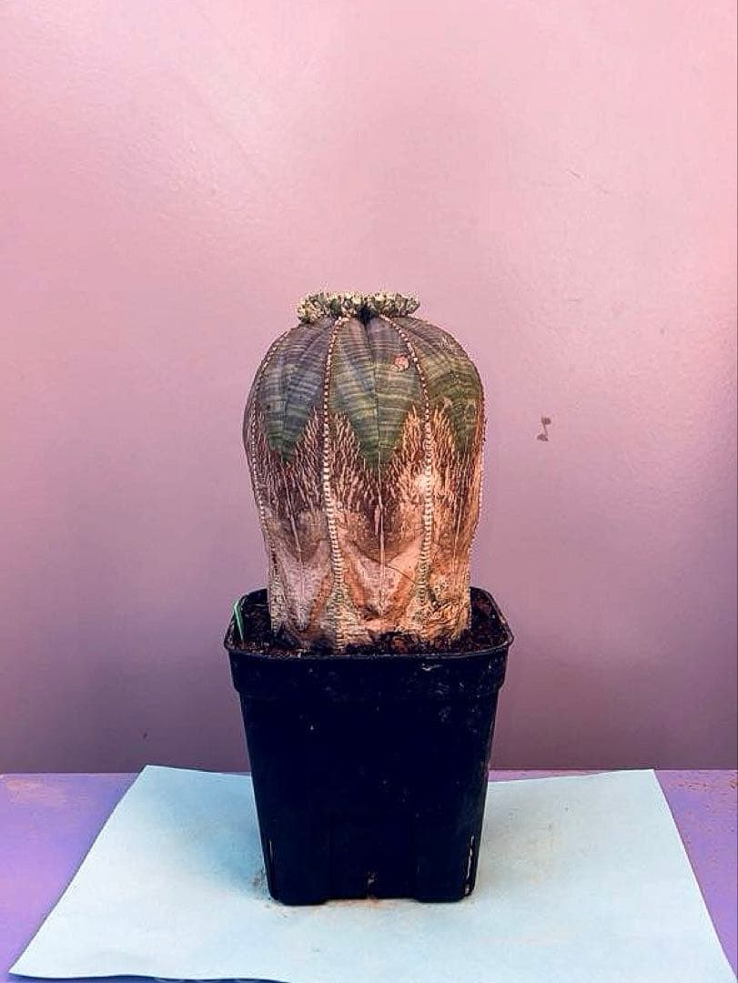 《3号G》ユーフォルビア　オールド　オベサ　雄株