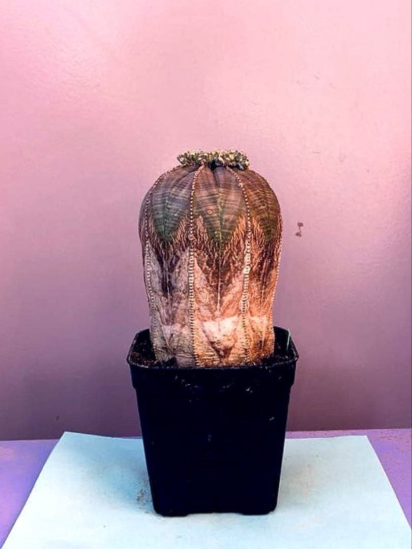 《3号G》ユーフォルビア　オールド　オベサ　雄株