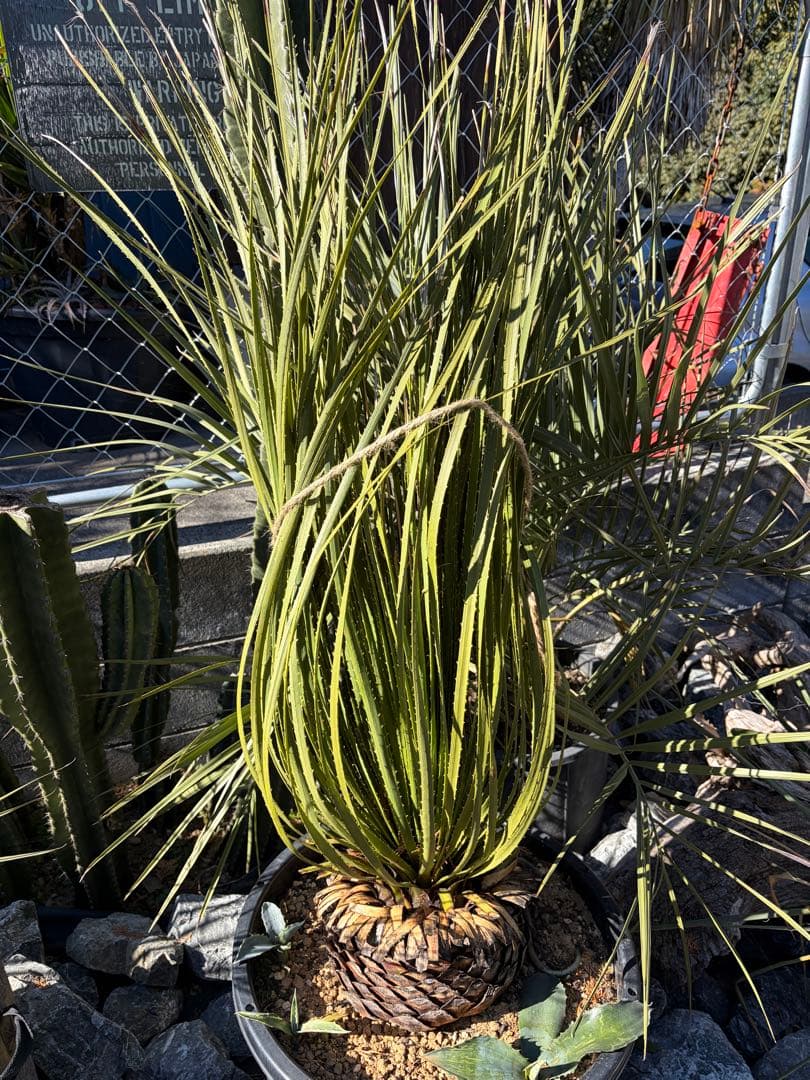 耐寒性ダシリリオン大苗ミキワネンシス◇ドライガーデン多肉サボテン　アガベ　ユッカ