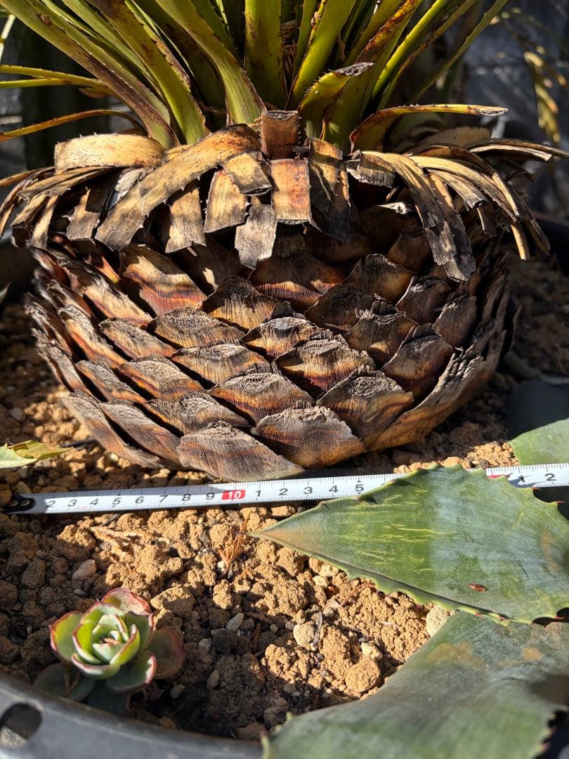 耐寒性ダシリリオン大苗ミキワネンシス◇ドライガーデン多肉サボテン　アガベ　ユッカ