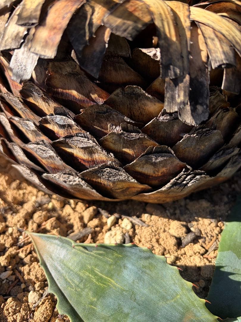 耐寒性ダシリリオン大苗ミキワネンシス◇ドライガーデン多肉サボテン　アガベ　ユッカ