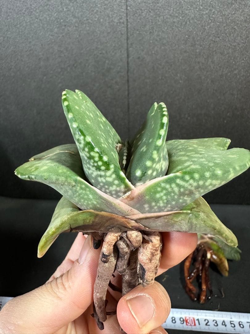 お問い合わせ確認用　ガステリア