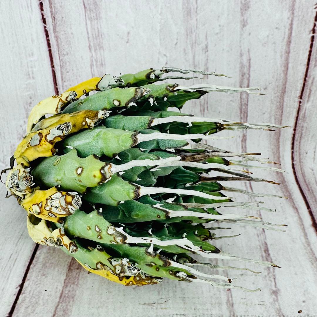 719 アガベ ユタエンシス エボリスピナ 強刺 陽炎