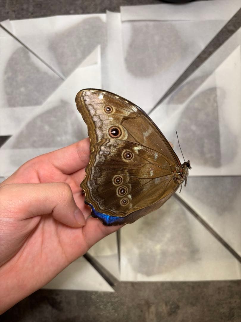 ディディウスモルフォ　オス　訳あり11匹セット　別売りok