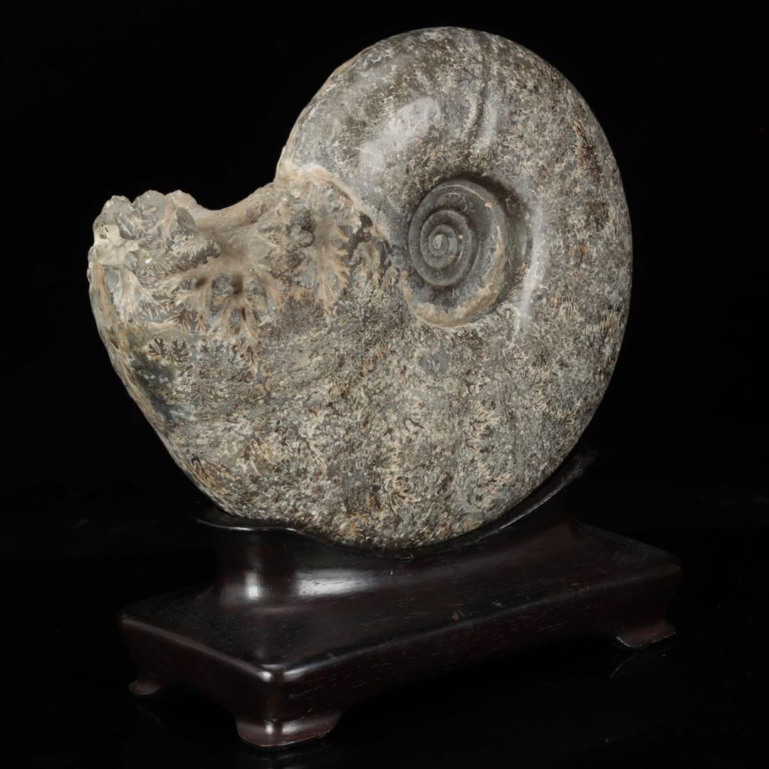 天然アンモナイト化石 重量3.2kg 台座付 古生物標本 鑑賞石 古美術 骨董品