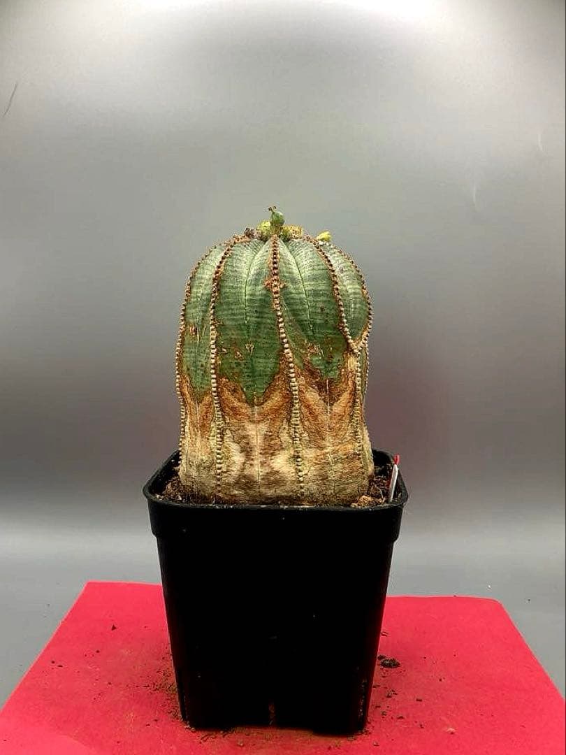 《3号WR》ユーフォルビア　オールド　オベサ　雌株