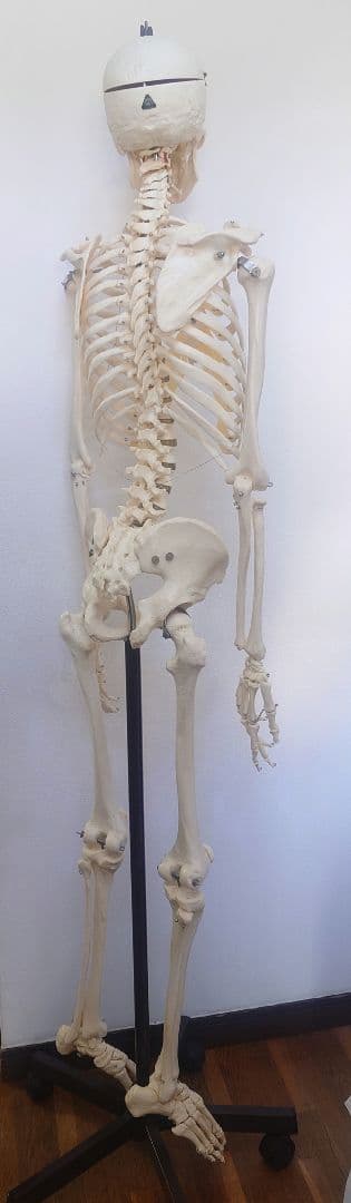 【京都滋賀直接】ソムソ社全身模型可動式170cm人体模型ドイツキャスター付き