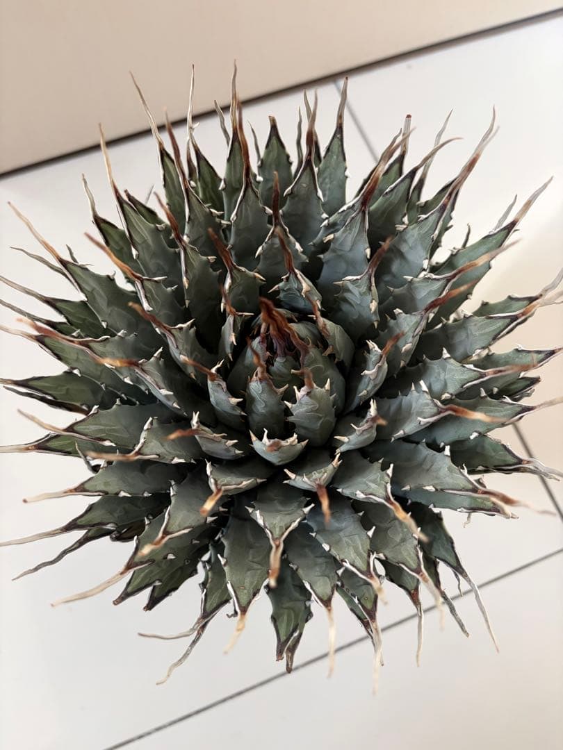 耐寒性アガベ エボリスピナ陽炎◇大株ユタエンシス　ドライガーデン多肉サボテン島