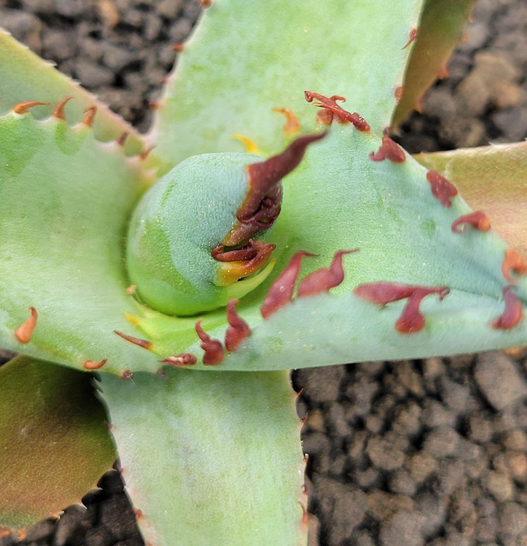 アガベ　エボリスピナ×BB（ブラック＆ブルー）ハイブリッド