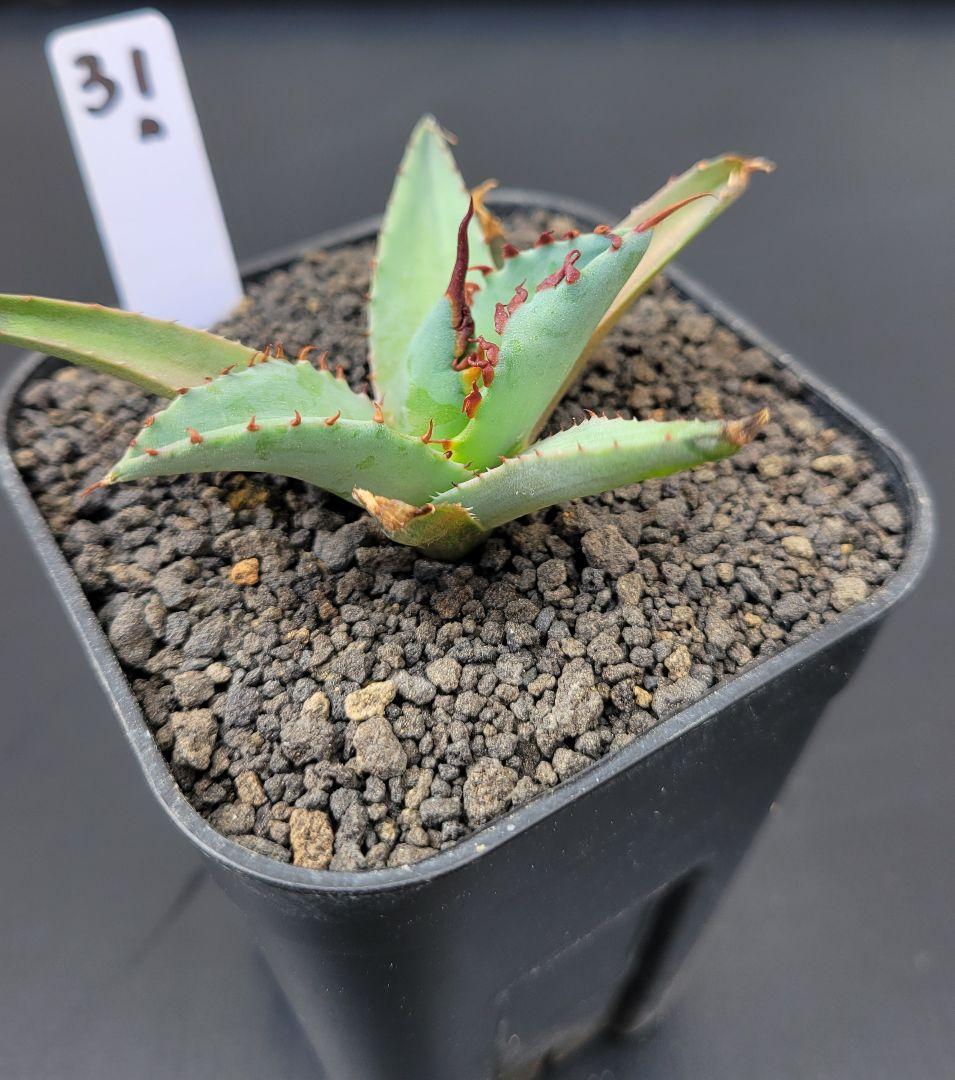 アガベ　エボリスピナ×BB（ブラック＆ブルー）ハイブリッド