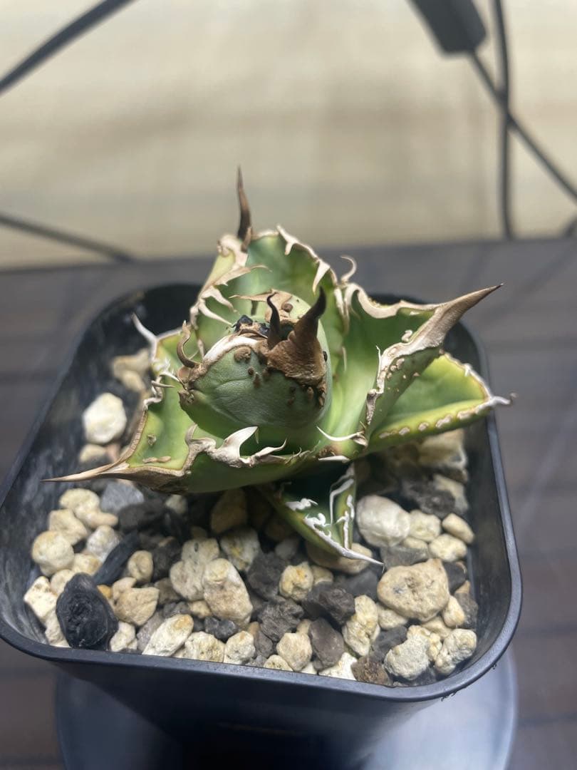 アガベ チタノタ　子株　ヨーロッパブツブツ　発根済み