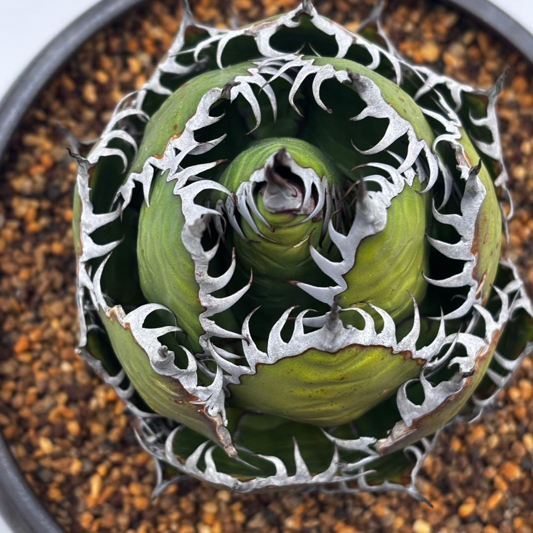 鳥*郎様 【龍門アガベ　ホリダ “horrida” 】極上強棘/狂刺/激レア/水