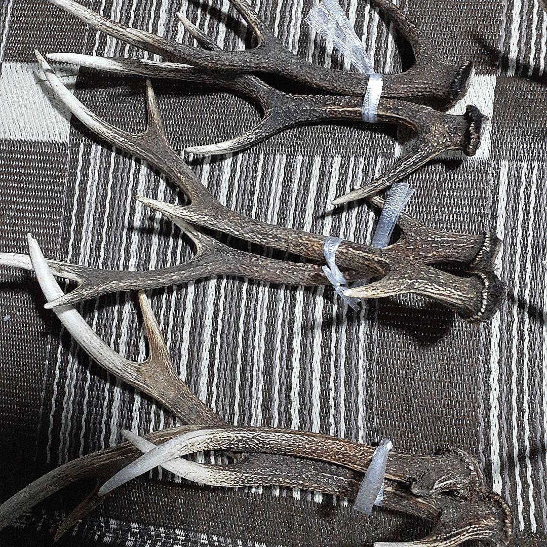 日本鹿の角 9対(18本)　まとめ売り